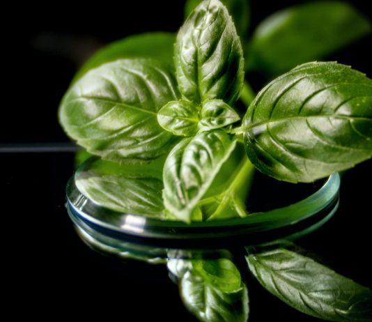 Gajenje bosiljka bosiljak