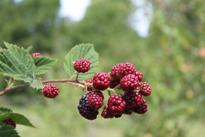 berry