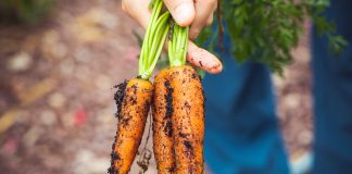 P Pitanje čitaoca: Šta je plodored? organic food