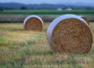 P Ministarstvo poljoprivrede raspisalo konkurs za podršku mladim poljoprivrednicima farm