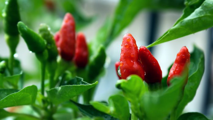 hot pepper