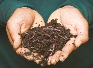 P Glistenjak – drugi deo worm