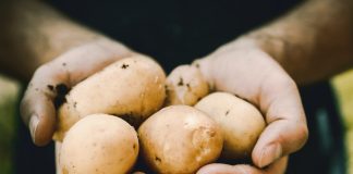 P Organski krompir, sađenje, nega i zaštita organski krompir