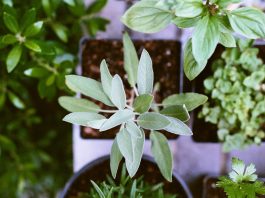 Sočivo sa žalfijom žalfija