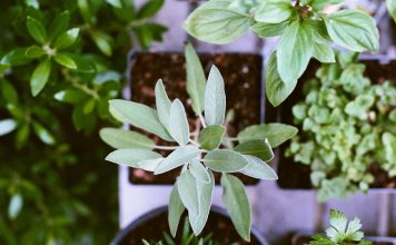 Sočivo sa žalfijom žalfija