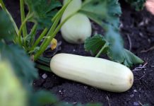 Kalendar radova u junu tikvica