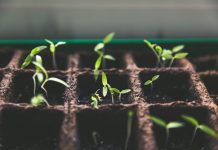 Planiranje setve i sadnje setva